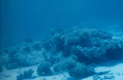 Koraal op de bodem van de Rode Zee