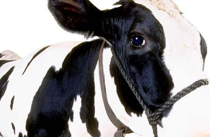 Nellie 190: BSE in Kollum, BSE: Gekke koeienziekte in Nederland