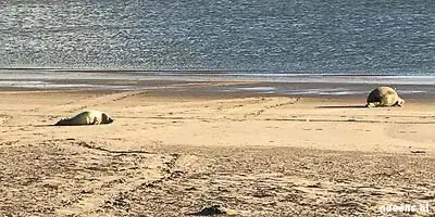 Zeehonden op het strand van Schiermonnikoog