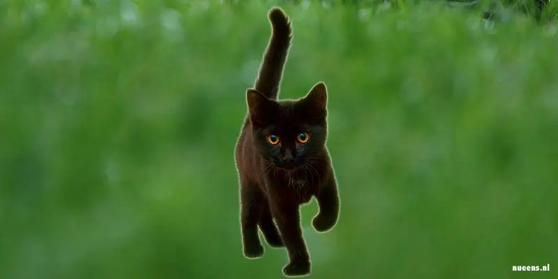Ook zwarte katten zouden ongeluk kunnen brengen