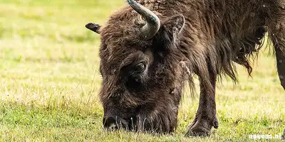Wisent, Wisent